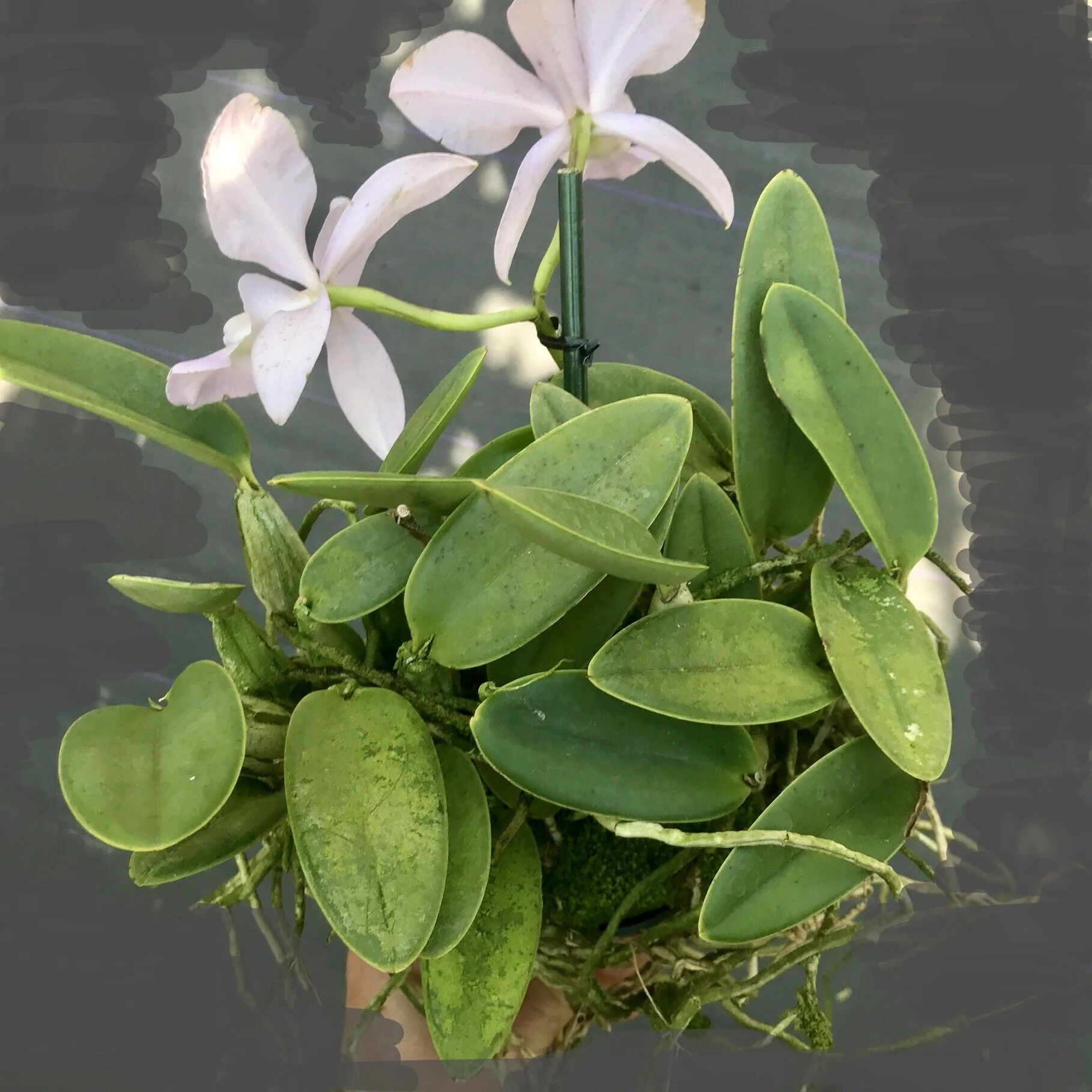 Cattleya walkeriana v. coerulea — Palmer Orchids